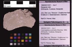 Foto (Objekt + Etiketten) von Cracensigillatus acutirostris (Moericke, 1889) (NHMW-GEO-1990-0041-0201)